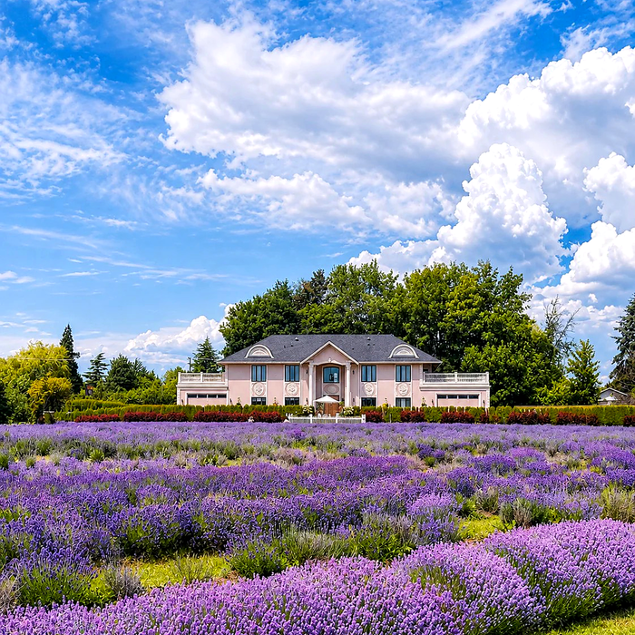 Lavenderland